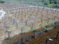 Farm 45,000 sqm including villa, factory and 100,000 tree -Zgharta