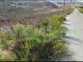 Land for sale in Borj Al Kabali / Sour