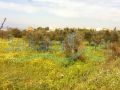 3000 sqm - Interesting Sea and valley view Land immersed in Olive Trees