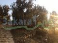 Land for sale in Mazraet Kfarzebian 