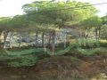 Land for sale in Monteverde