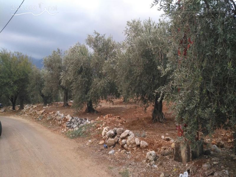 Lands For Sale in Daraya, Zgharta, North, Lebanon 14579000000 Buy Sell Real