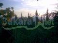 Amshit Land For Sale