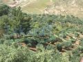 Farm and Villa for sale in Jordan