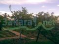 Amshit Land For Sale
