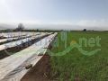 Land for sale on Hizzine/ Bekaa