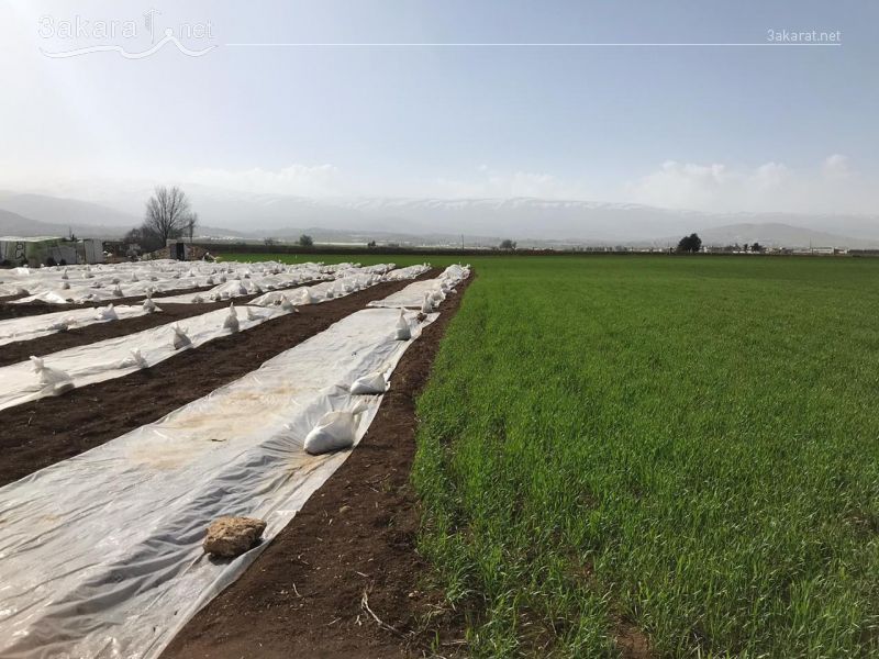 Lands For Sale in Majdaloun, Baalbek, Bekaa, Lebanon 15735000000