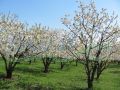 Constanta/ Romania Land For Sale