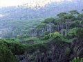 Land for sale in Monteverde