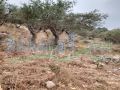 Land for sale in Hakel/ Jbeil