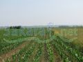 Land For Sale in Constanta/ Romania