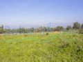 Land for sale in Batroumine, Koura